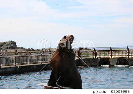 おたる水族館、トド 35033968