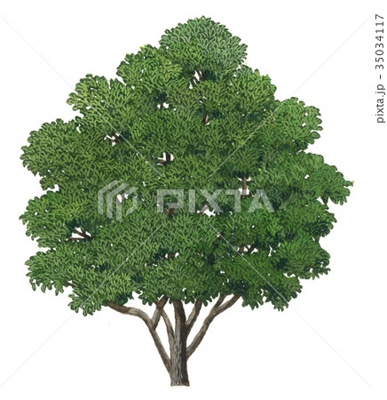 カナメモチのスケッチ、カナメモチの精密植物画 カナメモチのスケッチ、カナメモチの精密植物画 35034117