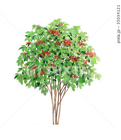 ガマズミ　ガマズミの精密植物画 35034121
