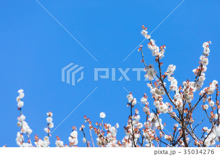 梅 梅林 梅の林 たくさんの花 春の観光スポット 空 白梅 白い梅の花 梅 梅林 梅の林 たくさんの花 春の観光スポット 空 白梅 白い梅の花 35034276