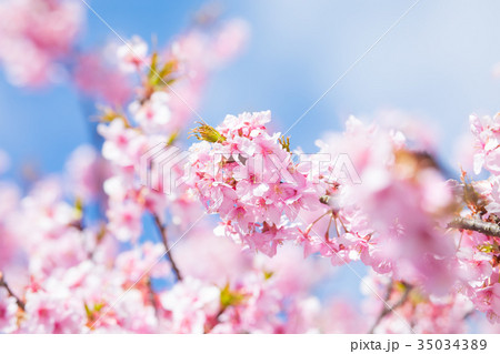 河津桜 桜 早咲きの桜 伊豆 静岡さくら サクラ 画像素材 コピースペース 背景素材 文字入れ 河津桜 桜 早咲きの桜 伊豆 静岡さくら サクラ 画像素材 コピースペース 背景素材 文字入れ 35034389