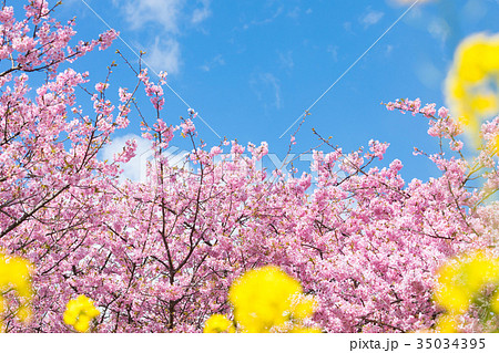 河津桜　桜　早咲きの桜　伊豆　静岡さくら　サクラ　画像素材　コピースペース　背景素材　文字入れ 35034395