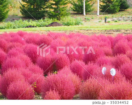 紅葉したコキア 35034452