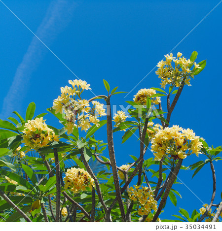 Frangipani Tropical Spa Flower. Plumeria  35034491