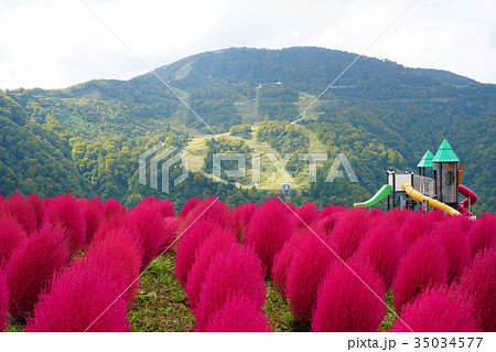 湯沢アルプの里の色づいたコキア 湯沢アルプの里の色づいたコキア 35034577