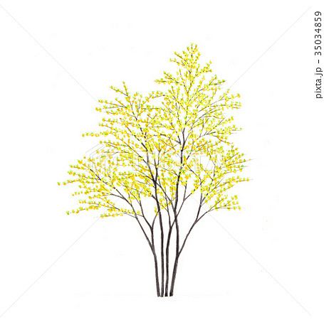 クロモジの植物画　クロモジのスケッチ 35034859