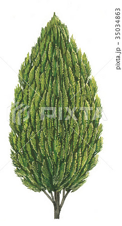 コノテガシワのスケッチ 児手柏のイラスト素材