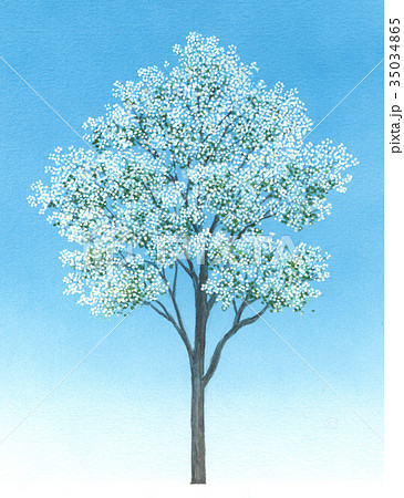 コブシの精密植物画 辛夷のイラスト コブシの精密植物画 辛夷のイラスト 35034865