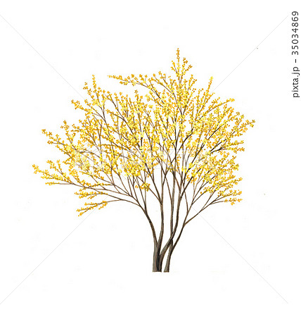 サンシュウ サンシュウの精密植物画 サンシュウ サンシュウの精密植物画 35034869