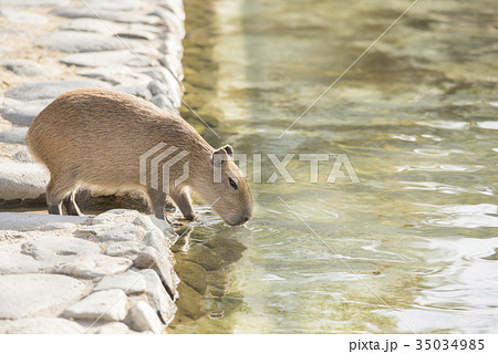 水を飲むカピバラ 水を飲むカピバラ 35034985