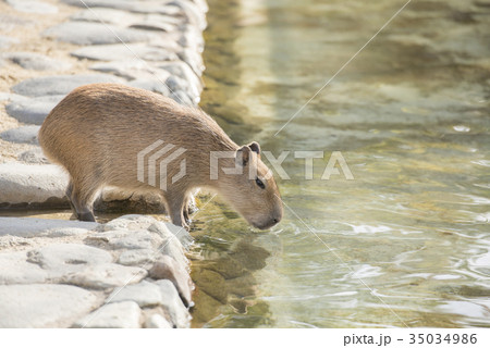 水を飲むカピバラ 水を飲むカピバラ 35034986