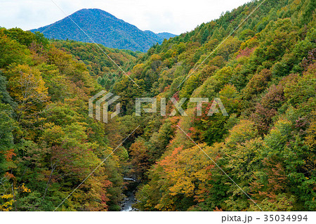 中津川渓谷の紅葉 35034994