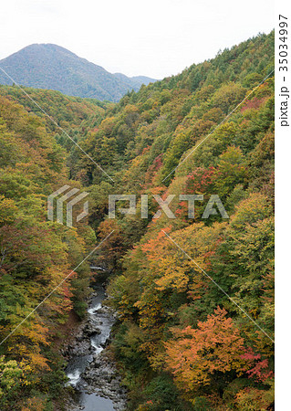 中津川渓谷の紅葉 35034997