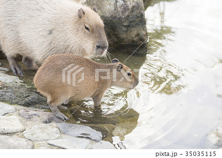 カピバラのかわいい親子 35035115