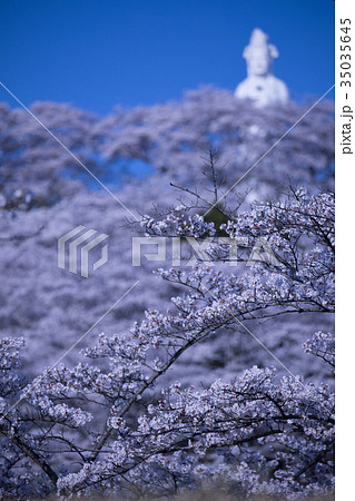 船岡城址公園、柴田町、桜まつり 船岡城址公園、柴田町、桜まつり 35035645