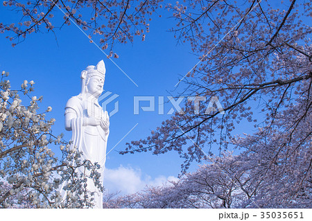 船岡城址公園、柴田町、桜まつり 35035651