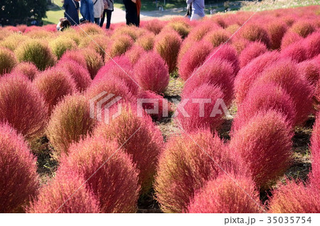 コキア　国営ひたち海浜公園 35035754