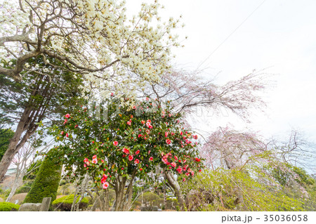 宮城県、春、岩沼市、常寿院、桜 35036058