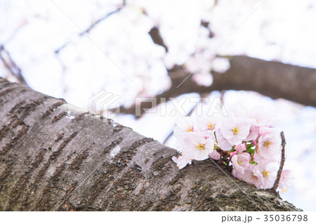 満開の桜　サクラ　さくら　染井吉野　ソメイヨシノ　そめいよしの　コピースペース　文字スペース　 35036798