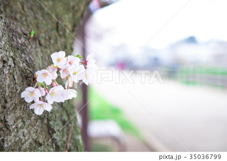 満開の桜 サクラ さくら 染井吉野 ソメイヨシノ そめいよしの コピースペース 文字スペース 満開の桜 サクラ さくら 染井吉野 ソメイヨシノ そめいよしの コピースペース 文字スペース 35036799