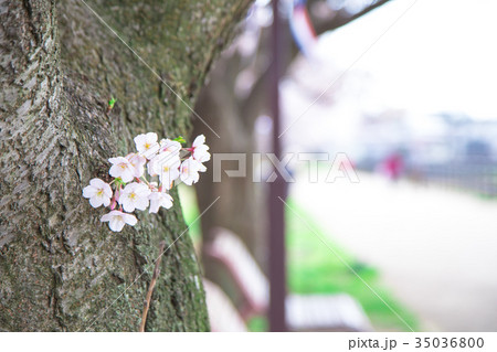 満開の桜　サクラ　さくら　染井吉野　ソメイヨシノ　そめいよしの　コピースペース　文字スペース　 35036800