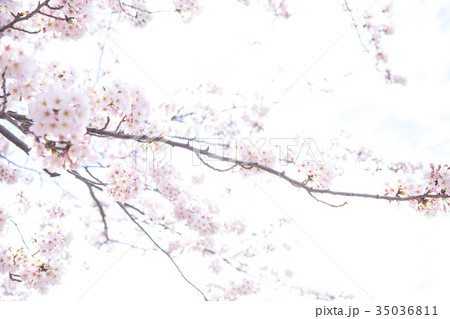 満開の桜　サクラ　さくら　染井吉野　ソメイヨシノ　そめいよしの　コピースペース　文字スペース　 35036811