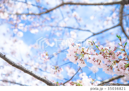 満開の桜　サクラ　さくら　染井吉野　ソメイヨシノ　そめいよしの　コピースペース　文字スペース　 35036821