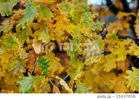 Beautiful green leaves background in autumn leaves 35037050