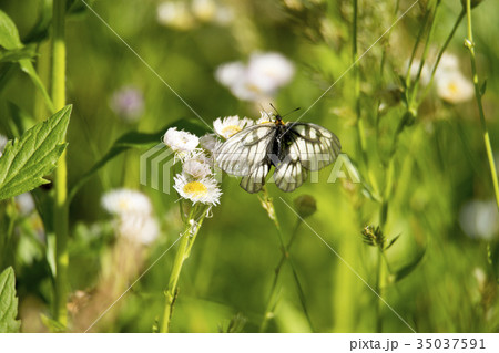 ウスバシロチョウ 35037591