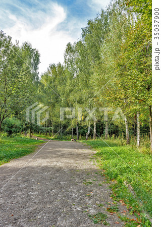 Beautiful Green Forest In Summer. 35037900