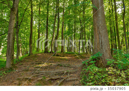 Landscape with rural roads fork in forest Landscape with rural roads fork in forest 35037905