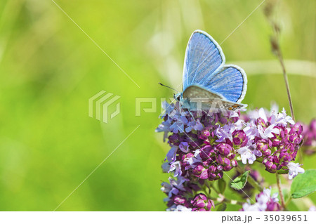 common blue, on an oregano flower common blue, on an oregano flower 35039651