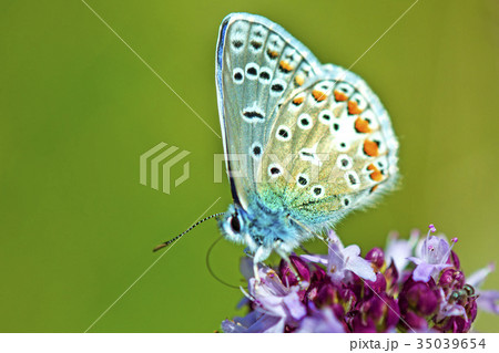 common blue on an oregano flower common blue on an oregano flower 35039654