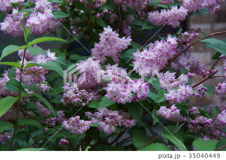 桜空木 サクラウツギ 花言葉は 気品 の写真素材