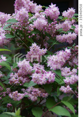 桜空木 サクラウツギ 花言葉は 気品 の写真素材