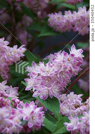 桜空木 サクラウツギ 花言葉は 気品 の写真素材