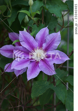 クレマチス　風車　ドクターラッペル 35040465