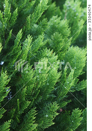 児手柏 コノテガシワの実 児手柏 コノテガシワの実 35040474