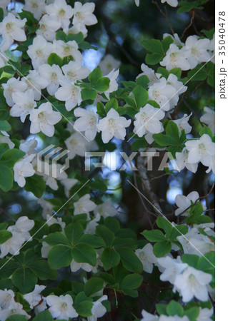 白八汐　シロヤシオ　花も葉っぱも愛らしい 35040478