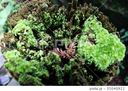 こけ コケ 苔 35040921