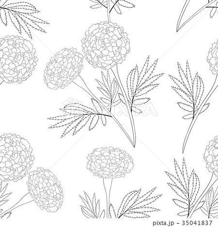 Marigold On White Backgroundのイラスト素材