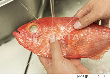 金目鯛を洗う 金目鯛を洗う 35042547