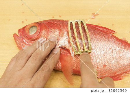 金目鯛のうろこを取るの写真素材