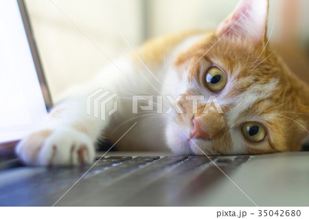 Cat sleeping over a laptop on wooden desk 35042680