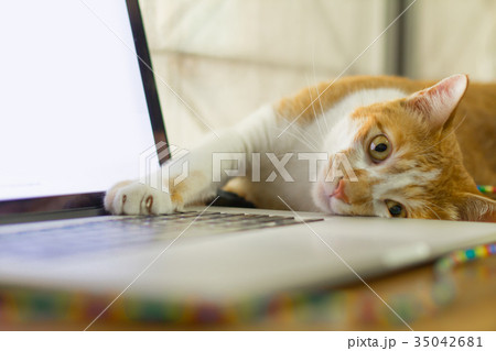 Cat sleeping over a laptop on wooden desk Cat sleeping over a laptop on wooden desk 35042681