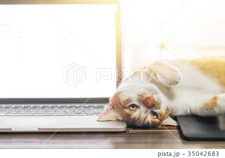 Cat sleeping over a laptop on wooden desk 35042683