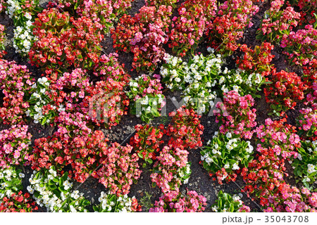 Multicolored flowers on flowerbed.  35043708