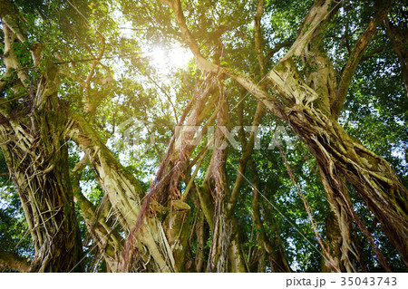 Branches and hanging roots of giant banyan tree Branches and hanging roots of giant banyan tree 35043743