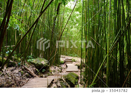 Path through dense bamboo forest Path through dense bamboo forest 35043782