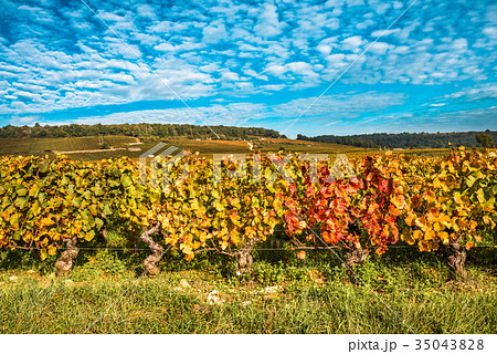 Vineyards in the autumn season, Burgundy, France 35043828